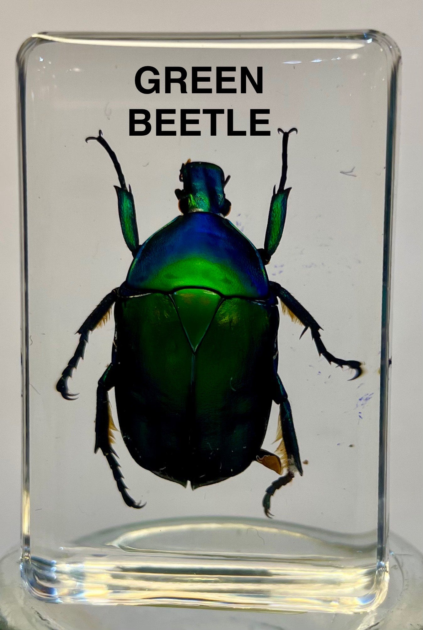 Authentic Insect Specimens in Resin