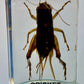 Authentic Insect Specimens in Resin
