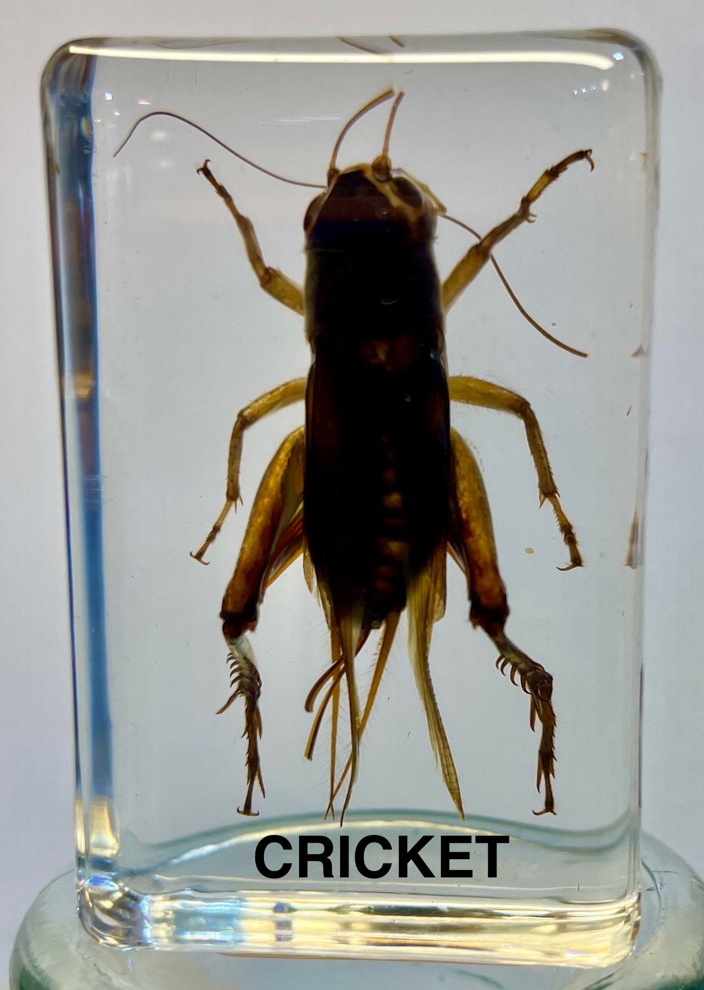 Authentic Insect Specimens in Resin