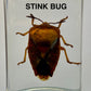 Authentic Insect Specimens in Resin
