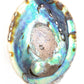 Abalone Shell