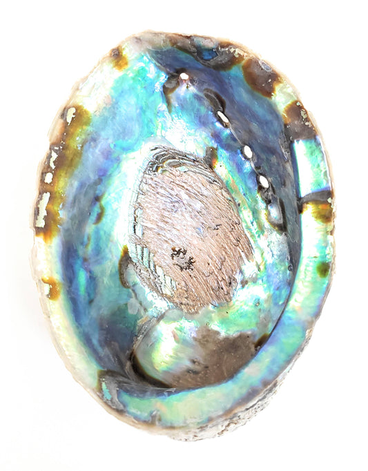 Abalone Shell