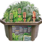 Culinary Herb Collection