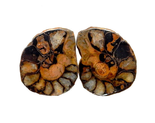 Hematite Ammonite Fossil Pair Spiritual Stone