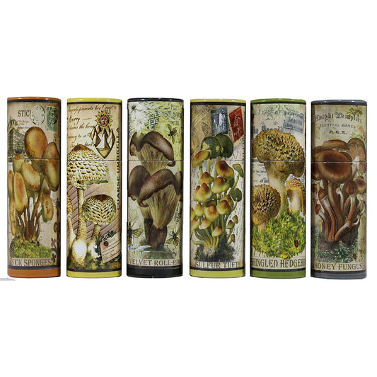 Vintage Mushroom Illustration Match