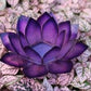 Passion Paradise Lotus