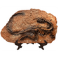 Dinosaur Prehistoric Skeleton Plaque w/ Holder