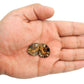 Hematite Ammonite Fossil Pair Spiritual Stone