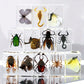 Authentic Insect Specimens in Resin