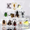 Authentic Insect Specimens in Resin