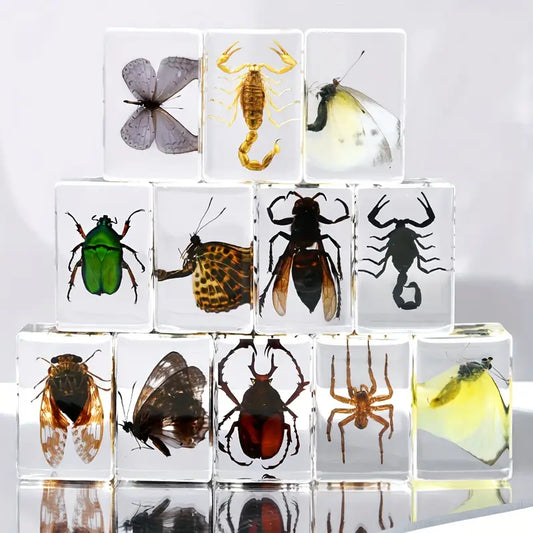 Simulated Insect Specimens in Resin Display Case Stand
