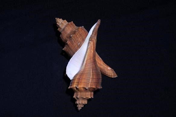 3-4" Ternatanus Hemifusis