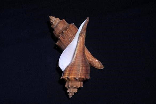 3-4" Ternatanus Hemifusis