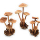 Hand Carved Medium Wooden Mushroom