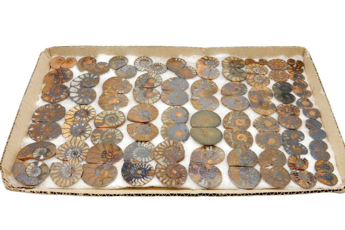 Hematite Ammonite Fossil Pair Spiritual Stone
