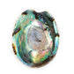 Abalone Shell
