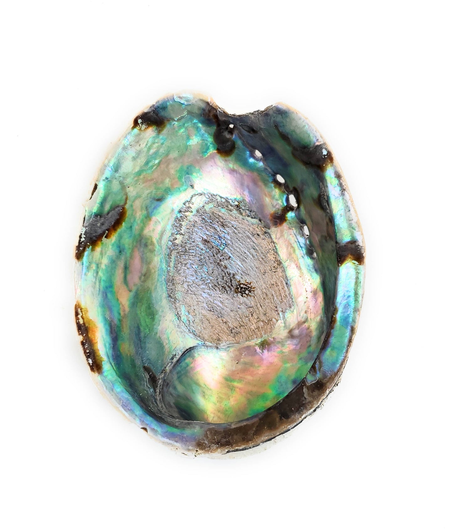 Abalone Shell