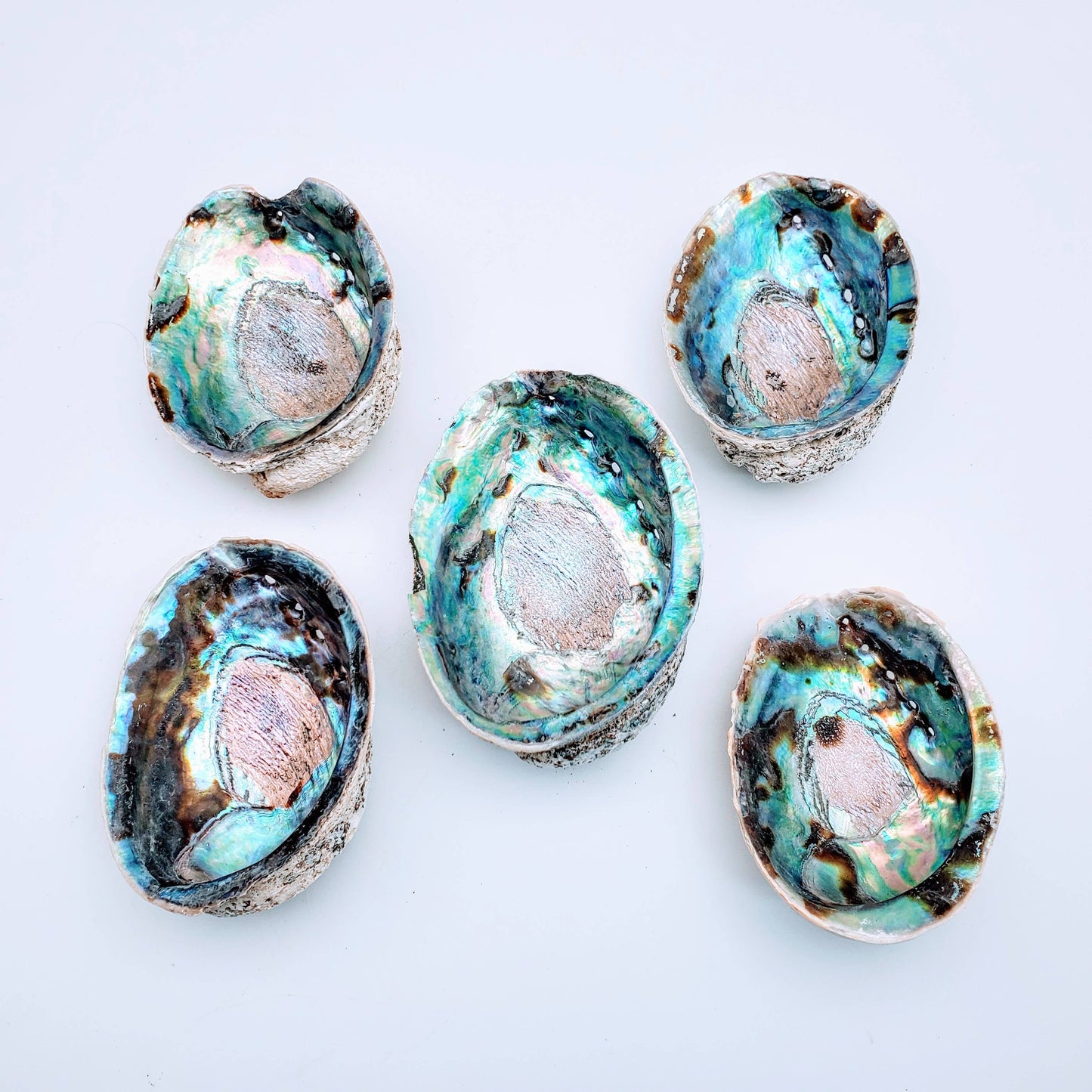 Abalone Shell