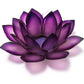 Passion Paradise Lotus
