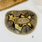 Utah Septarian Crystal Slab showcasing unique patterns of angular cracks, perfect for any geological collection.