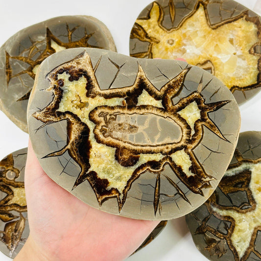 Unique Utah Septarian Crystal Slab showcasing stunning geological patterns, perfect for any crystal collection.