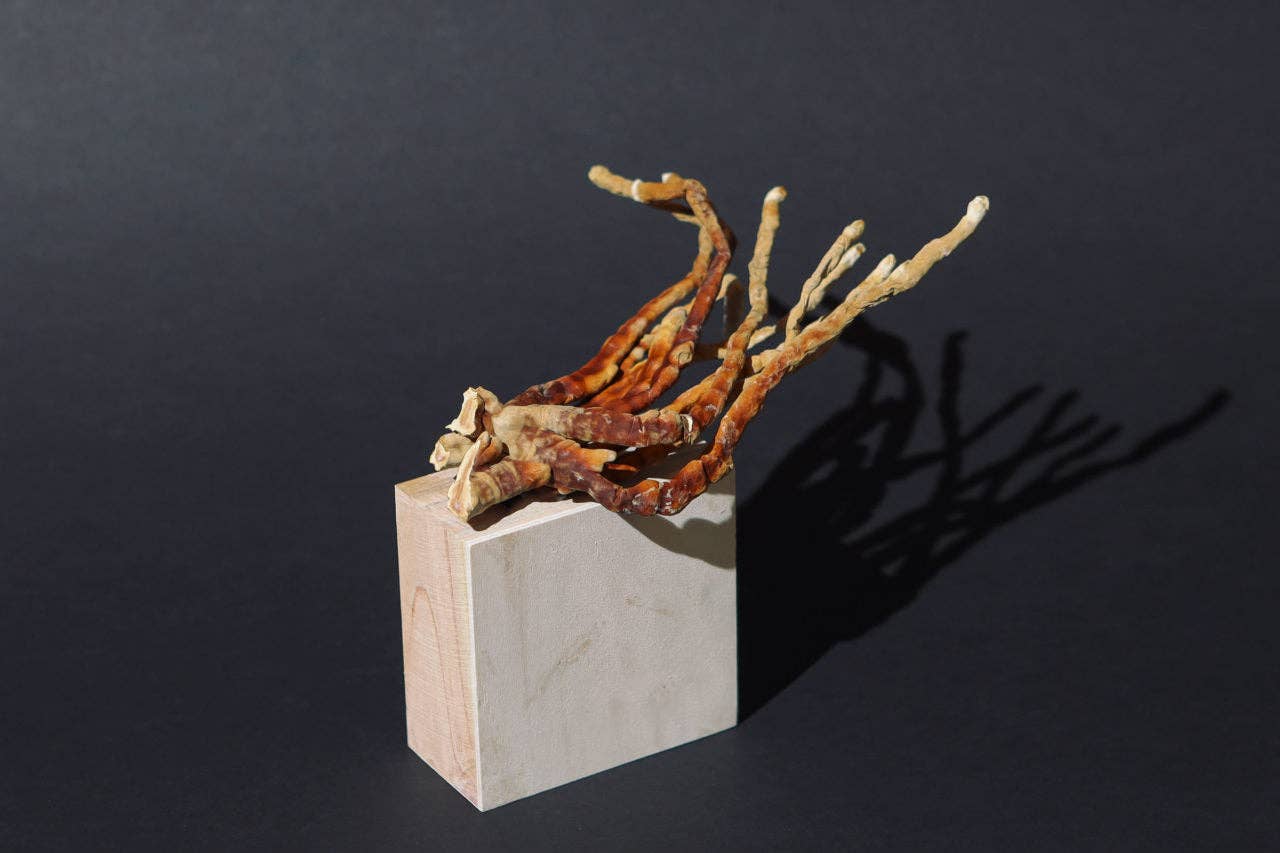 Organic Dried Red Reishi Mushroom - 0512