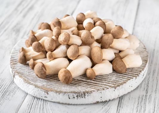King Oyster Gourmet Mushroom Growing Kit: DIY Feast!