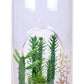 Superb Succulents Carefree Capsule Glass Terrarium