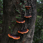 Handmade Mushroom Resin Shelves For Home Decor Art Pieces
