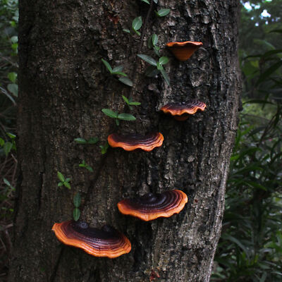 Handmade Mushroom Resin Shelves For Home Decor Art Pieces